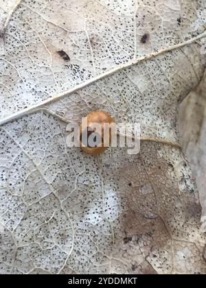 Gestreifte Pea Gall Wasp (Cynips longiventris) Stockfoto