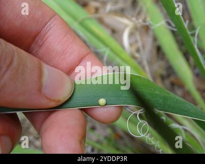 Yucca Giant-Skipper (Megathymus yuccae) Stockfoto