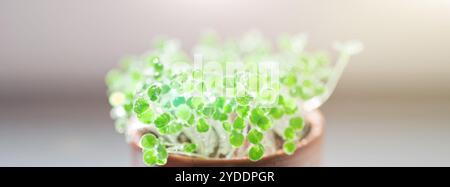 Wassertropfen auf einem kleinen grünen Sprossen in Keramik Topf Stockfoto