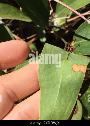 lorbeerblatt greenbrier (Smilax laurifolia) Stockfoto
