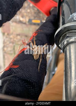 Mediterrane Stachelspinne mit falschem Wolf (Zoropsis spinimana) Stockfoto