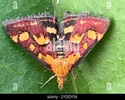 Gemeine Karmesin- und Goldmotte (Pyrausta purpuralis) Stockfoto