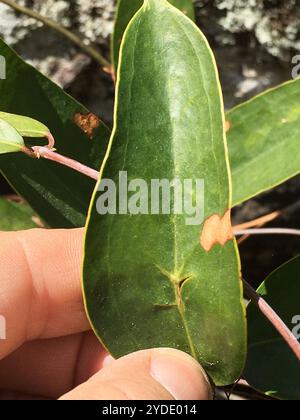 lorbeerblatt greenbrier (Smilax laurifolia) Stockfoto