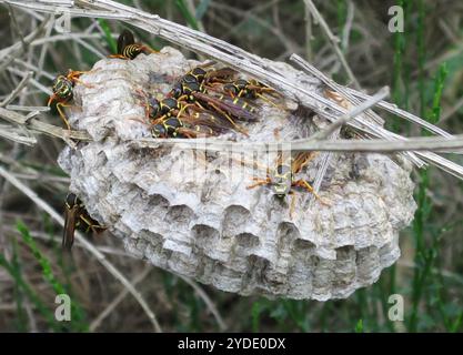 Asiatische Papierwaschanlage (Polistes chinensis) Stockfoto