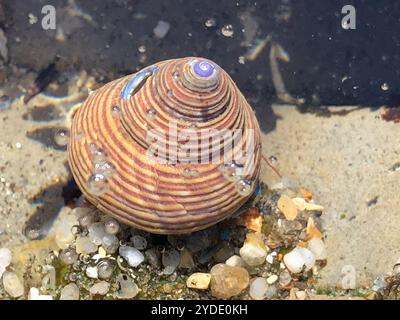 Blaugeringte Spitzenschnecke (Calliostoma ligatum) Stockfoto