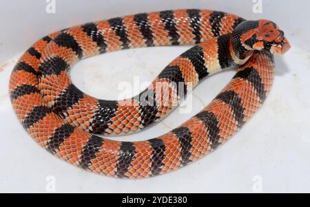 Cape Coral Snake (Aspidelaps Lubricus) Stockfoto