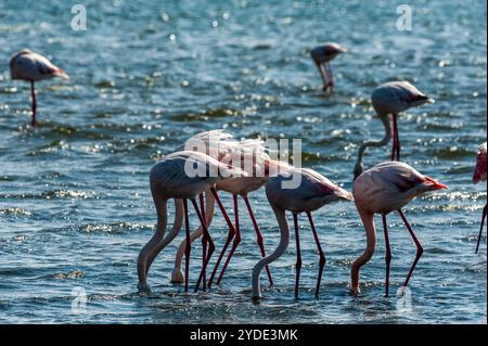 Greater Flamingos - Phoenicopterus roseus - entlang der Küste von Walvis Bay, Namibia. Stockfoto