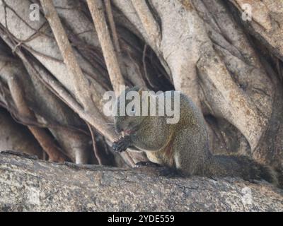 Taiwan Eichhörnchen (Callosciurus erythraeus thaiwanensis) Stockfoto