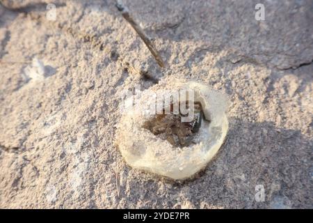 Riesenkrabbenspinne (Olios giganteus) Stockfoto