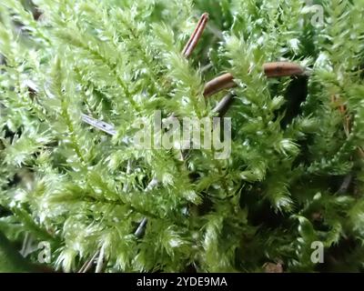 Gemein gestreiftes Federmoos (Eurhynchium striatum) Stockfoto