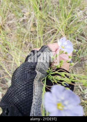 Wiesenflachs (Linum pratense) Stockfoto