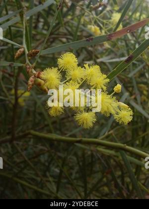 Flinders Range Wattle (Akazie iteaphylla) Stockfoto