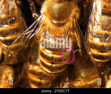 Japanische Honigbiene (APIs cerana japonica) Stockfoto