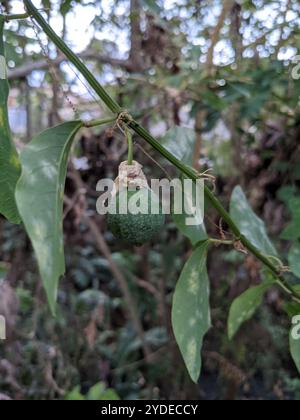Doppelblume Passionsblume (Passiflora biflora) Stockfoto