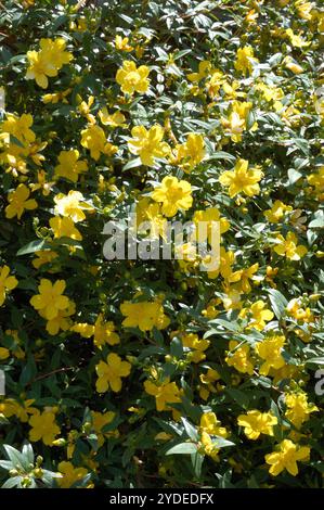 Japanische Ringelblume (Kerria japonica) Stockfoto