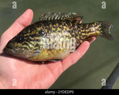 Warmouth (Lepomis gulosus) Stockfoto