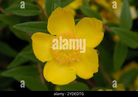 Japanische Ringelblume (Kerria japonica) Stockfoto