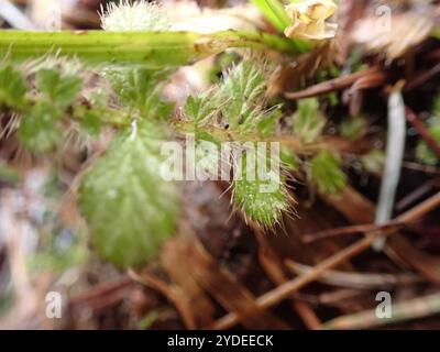 Großblättrige Avens (Geum macrophyllum) Stockfoto