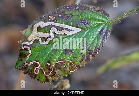 Goldenes Pigmy (Stigmella aurella) Stockfoto