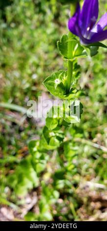 Das aussehende Glas der Venus (Triodanis perfoliata) Stockfoto