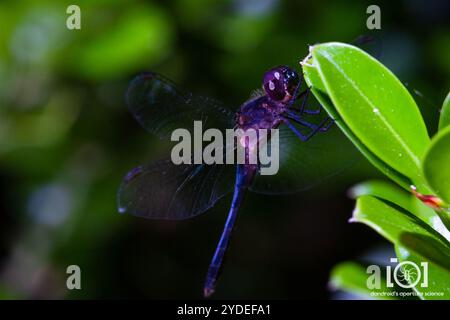 Little Blue Dragonlet (Erythrodiplax minuscula) Stockfoto