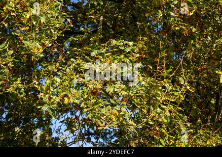 Blick auf das Baldachin einer englischen Eiche [Quercus robur], während die Blätter im Herbst in Großbritannien ihre Farbe ändern. Stockfoto