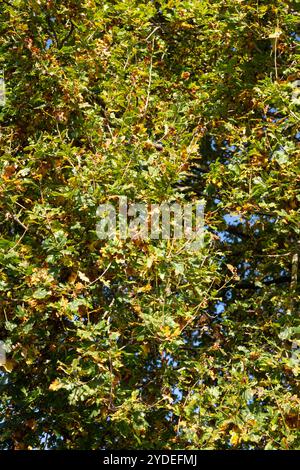 Blick auf das Baldachin einer englischen Eiche [Quercus robur], während die Blätter im Herbst in Großbritannien ihre Farbe ändern. Stockfoto