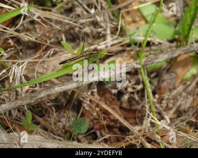 Little Blue Dragonlet (Erythrodiplax minuscula) Stockfoto