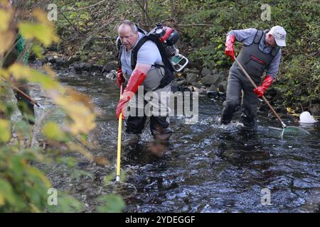 26. Oktober 2024, Sachsen-Anhalt, Harz: Helfer des Oberharzer Angelvereins stehen mit elektrischem Angelgerät und Landenetzen in der Kalten Bode in Königshütte. Forelle werden hier zum Genschutz im Harz gefischt. Nach dem Laichen werden die befruchteten Eier in einer Versuchsanlage der Georg-August-Universität Göttingen bebrütet. Das Projekt wurde vom Verein zum Schutz der aquatischen Biodiversität und Kulturlandschaften e.V. (SaBiKu) initiiert und von der HIT Umwelt- und Naturschutz Stiftung finanziert. Die Bachforelle wird als gefährdet eingestuft. Wissenschaftler gehen von einer Deklaration aus Stockfoto