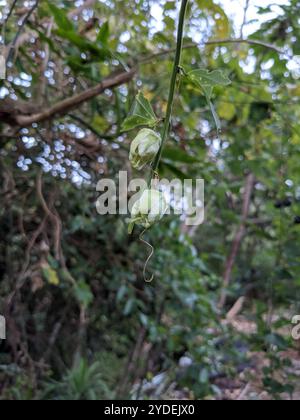 Doppelblume Passionsblume (Passiflora biflora) Stockfoto