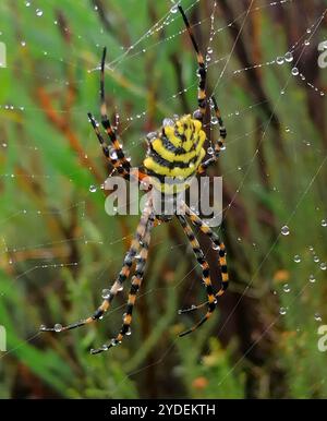 Common Garden Orbweb Spider (Argiope australis) Stockfoto