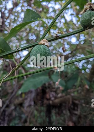 Doppelblume Passionsblume (Passiflora biflora) Stockfoto