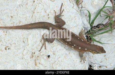 Laurent's Whiptail (Cnemidophorus murinus) Stockfoto