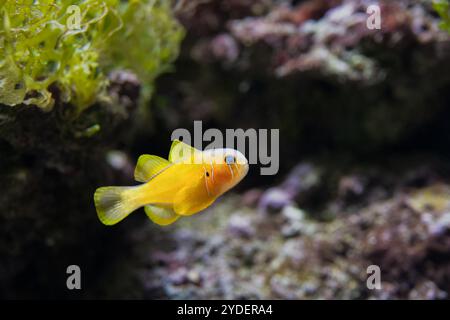 Der gelbe Clown Gobiodon okinawae ist im westlichen Pazifik beheimatet Stockfoto