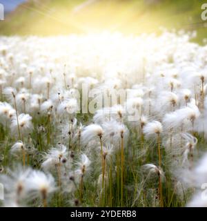 Arctic Cotton Grass in Island Stockfoto