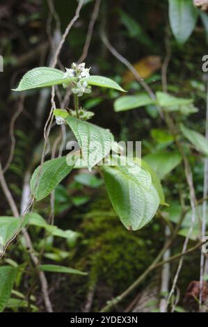 Kosters Fluch (Miconia crenata) Stockfoto