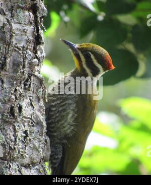 Weißspecht (Piculus aurulentus) Stockfoto