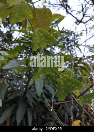 Doppelblume Passionsblume (Passiflora biflora) Stockfoto