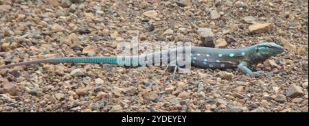 Laurent's Whiptail (Cnemidophorus murinus) Stockfoto