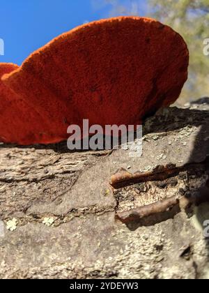 Nördliches Zinnober-Polypore (Trametes cinnabarina) Stockfoto