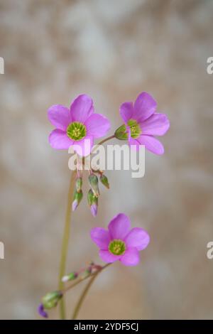 Nahaufnahme von rosafarbenem oxalis oder Sauerampfer, falschem Kleeblatt, zarten kleinen, lebendigen Blumen, weichem Fokus mit strukturiertem Hintergrund Stockfoto