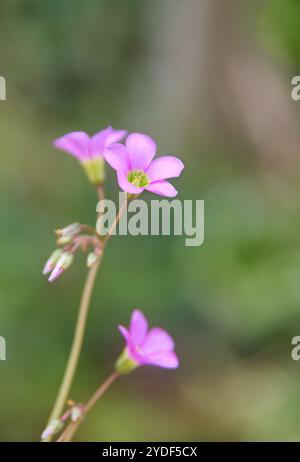 rosafarbenes oxalis oder Sauerampfer, falsches Kleeblatt, zarte kleine leuchtende Blumen, weicher Fokus im unscharfen Gartenhintergrund Stockfoto