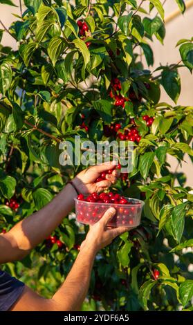 Hartholz im Garten ernten. Selektiver Fokus. Essen. Stockfoto