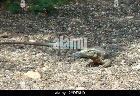 Laurent's Whiptail (Cnemidophorus murinus) Stockfoto