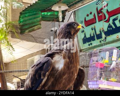 Kairo, Ägypten, 15. Oktober 2024: Honigbussard, Pernis Falco apivorus, Familie Accipitridae, eine Gattung von Vögeln aus der Raptor-Unterfamilie Perninae, häufig Stockfoto