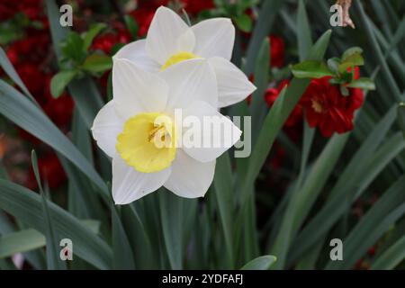 Ein Blumenbeet aus gelben und weißen wilden Narzissen. Stockfoto