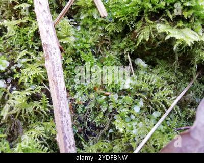 Thymian-Moos (Rhizomnium punctatum) Stockfoto