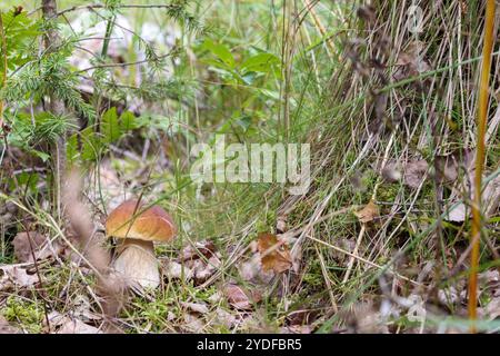 Ein einzelner Pilz wächst durch das Gras im Wald Stockfoto