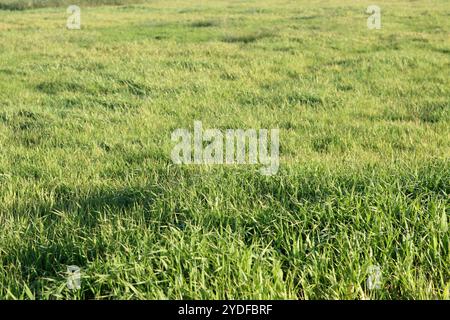 Grasfeld im Morgenlicht. Natürlicher Hintergrund und natürliche Textur. Grünes Gras auf der Wiese an einem sonnigen Tag. Natürlicher Hintergrund. Stockfoto