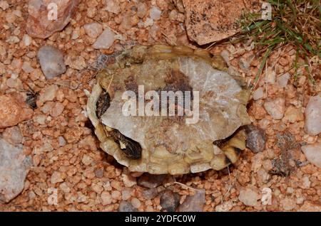 Zeltschildkröte (Psammobates tentorius) Stockfoto